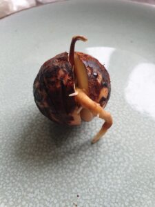 Avocadopit met wortel