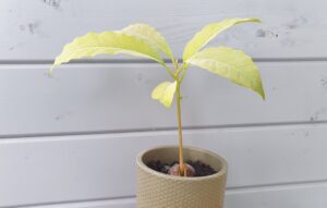 Avocadoplant