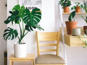 Monstera kamerplant in de huiskamer 1