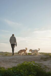 Side hustle: honden uitlaten
